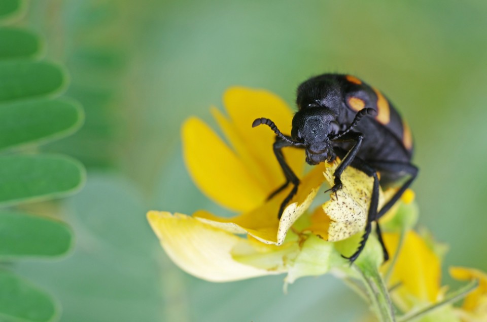 A Poisonous Beetle, Tattoo Removal, & Traditional Chinese Medicines